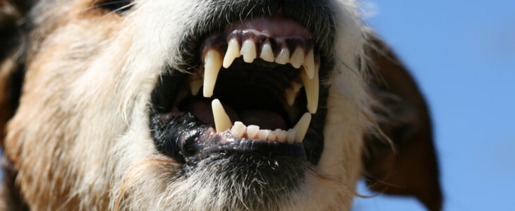 A dog shows his teeth as he tries to bite